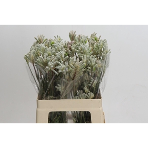 Kangaroo Paw Bush Diamond