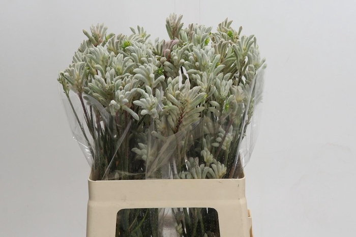 <h4>Kangaroo Paw Bush Diamond</h4>