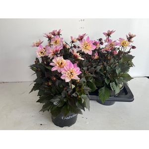 DAHL D TEMP PINK BIC