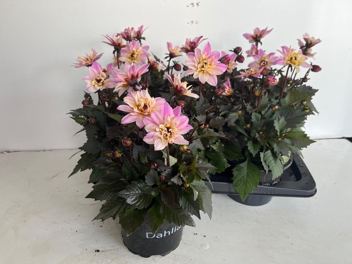 <h4>DAHL D TEMP PINK BIC</h4>