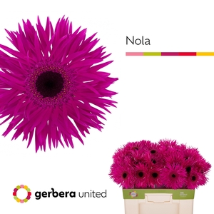 GE GS SPIDER NOLA