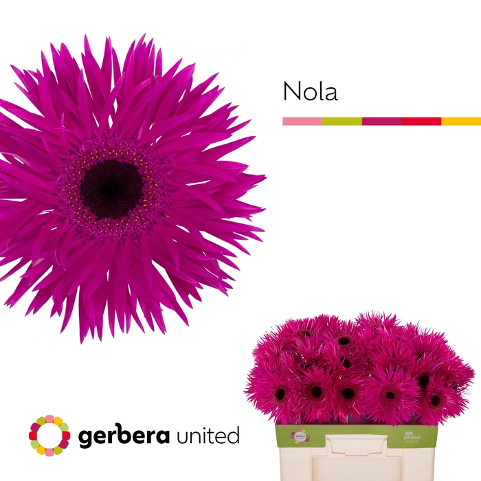 <h4>Gerbera Spider Nola Water</h4>