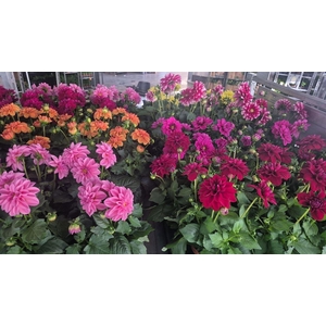 Dahlia mixkar 5 kleuren
