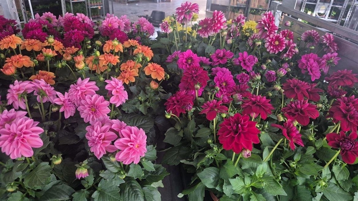 <h4>Dahlia mixkar 5 kleuren</h4>