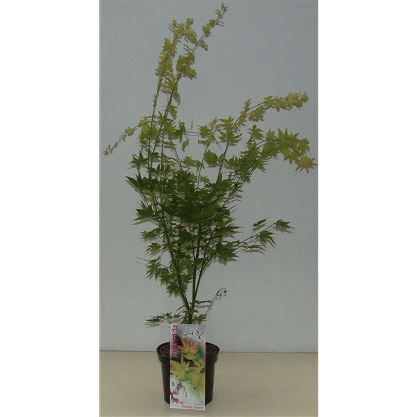 <h4>Acer palmatum 'Orange Dream' P19</h4>