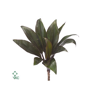 CORDYLINE COMPACTA GROEN[RD]