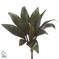 CORDYLINE COMPACTA GROEN[RD]