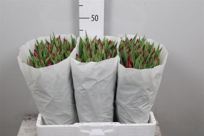 <h4>Tu En Strong Love</h4>