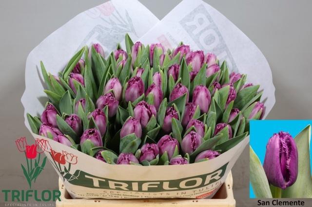 <h4>TU FR SAN CLEMENTE</h4>