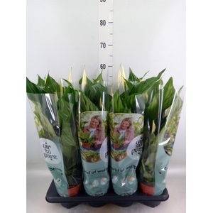 Spathiphyllum  'Sweet Ricardo'