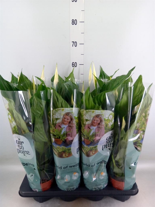 <h4>Spathiphyllum  'Sweet Ricardo'</h4>