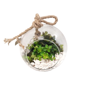 Arr.   Kamerplant Groen L%