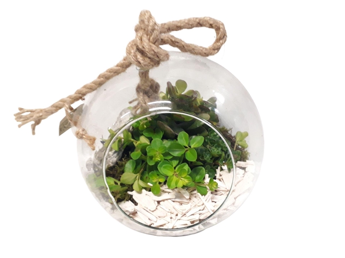 <h4>Arr.   Kamerplant Groen L%</h4>