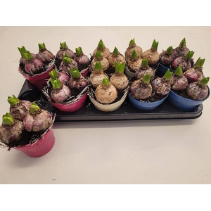 Hyacinthus ori. gemengd 3 kleuren