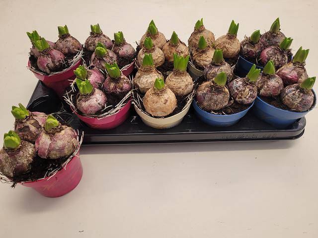 <h4>Hyacinthus ori. gemengd 3 kleuren</h4>