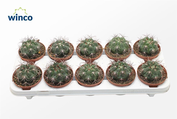 <h4>Gymnocalycium Saglyonis</h4>