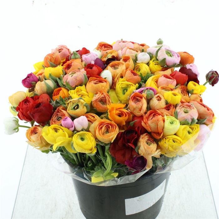 <h4>Ran Bulbilli Mix Ex</h4>