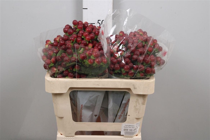 Hyp Mag Seasons