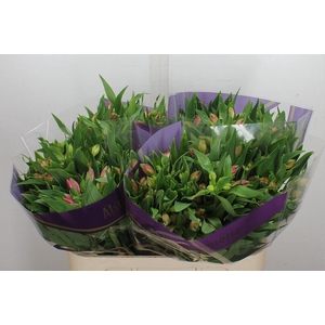 Alstroemeria  'Avianna'