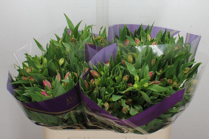 <h4>Alstroemeria  'Avianna'</h4>