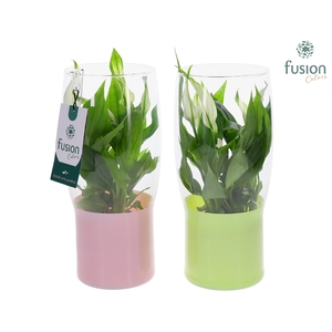 Green Bottle Tulp vaas klein met Spathiphyllum
