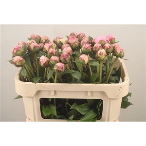 Paeo L Sarah Bernhard Pink