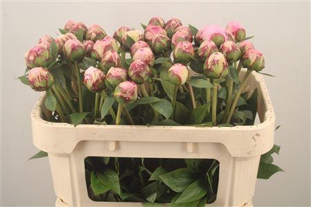 <h4>Paeo L Sarah Bernhard Pink</h4>