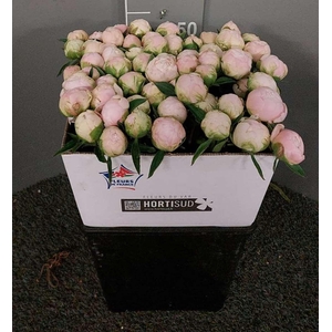 Paeo L M O Barringto Rosa