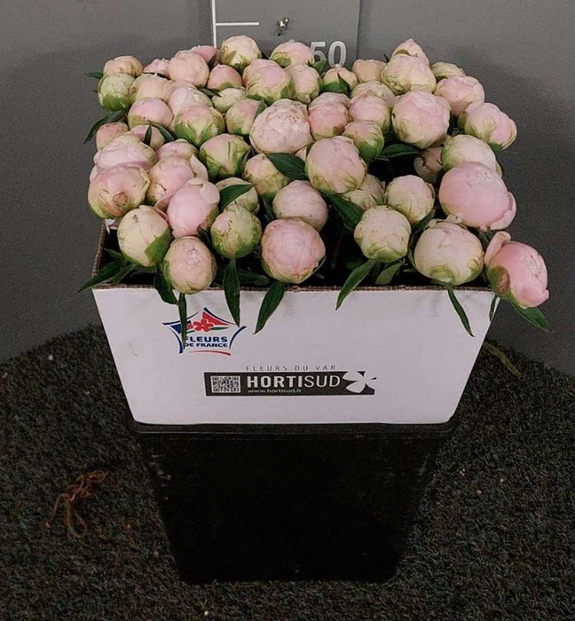 <h4>Paeo L M O Barringto Rosa</h4>