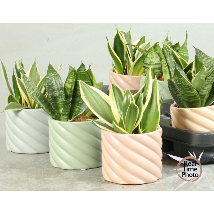 <h4>SANSEV TRIFASCIA  OV</h4>