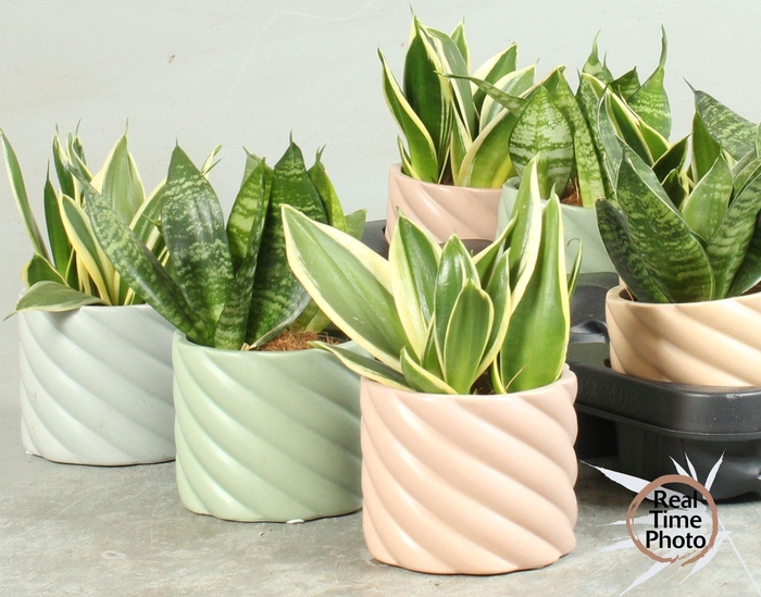 SANSEV TRIFASCIA  OV