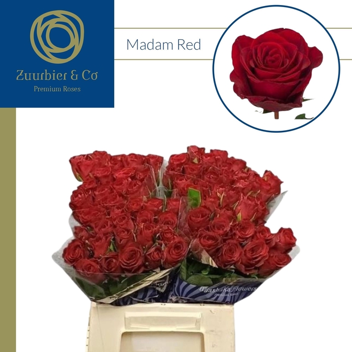 <h4>R GR Madam Red 40</h4>