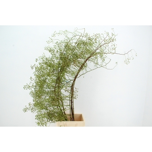 ROSA BRIGHT BEAUTY 160CM