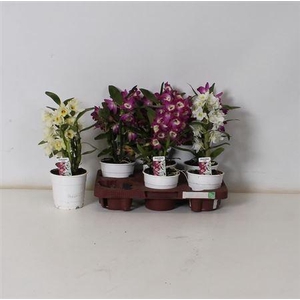 Dend Nobile 1-2 Branches