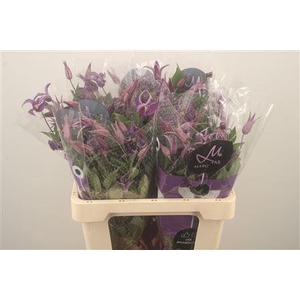 Clematis Blue Pirouette X60
