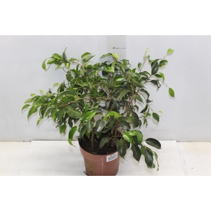 FICUS DANIELE P17
