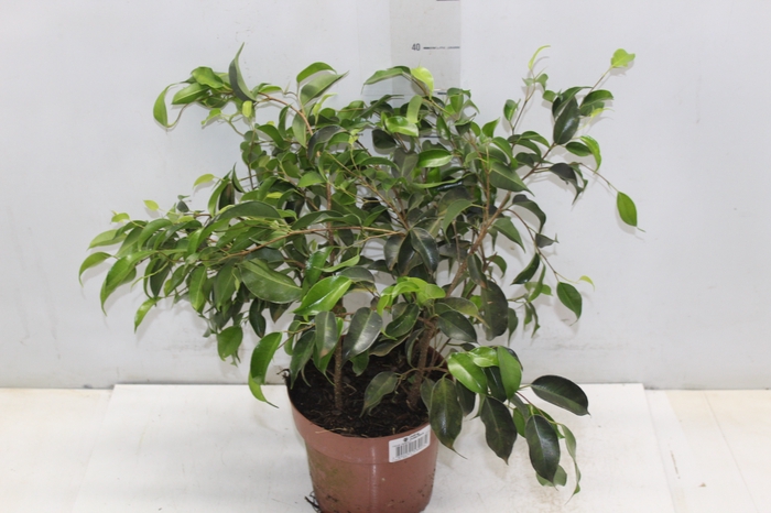 <h4>FICUS DANIELE P17</h4>