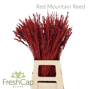 Red Mountain Reed (klbh)