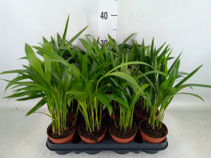 <h4>Dypsis lutescens   ...Chrysalidoca</h4>