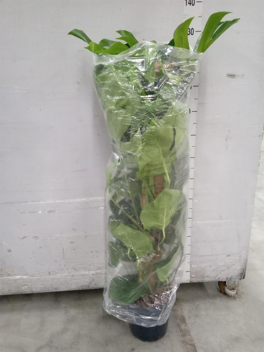 <h4>Monstera pertusum</h4>