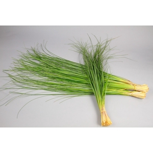 Beargrass x20 Green Ocean (air)