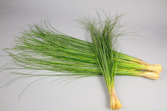 <h4>Beargrass x40 (air)</h4>