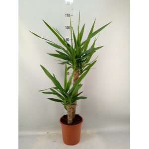 Yucca   ...