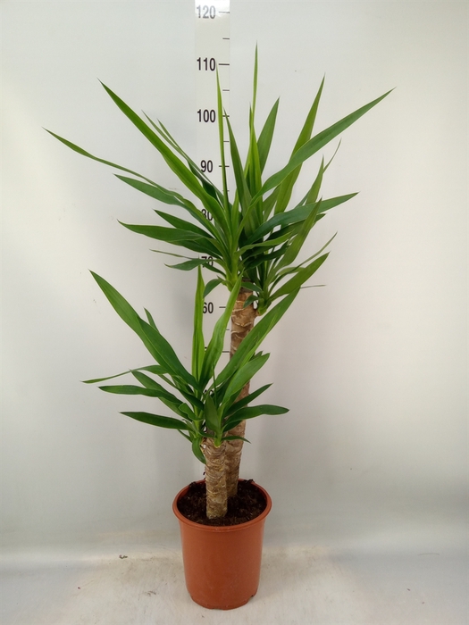 <h4>Yucca   ...</h4>
