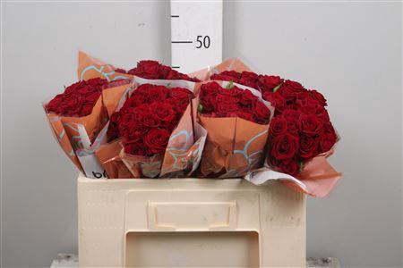 <h4>R Tr Rubicon</h4>