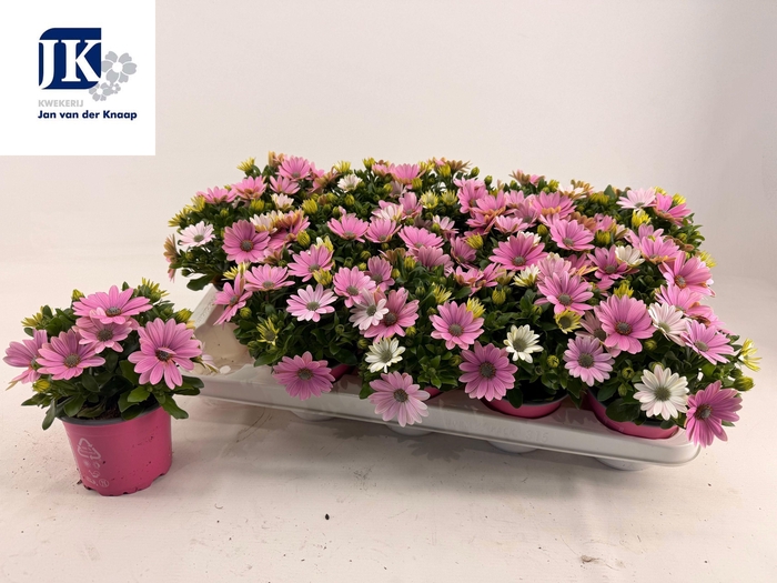 <h4>OSTEO MA LILAC</h4>