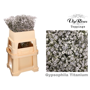 GYPS PA TITANIUM