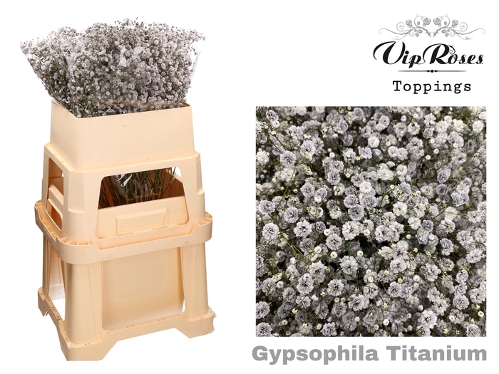 GYPS PA TITANIUM