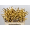 Ilex Citronella