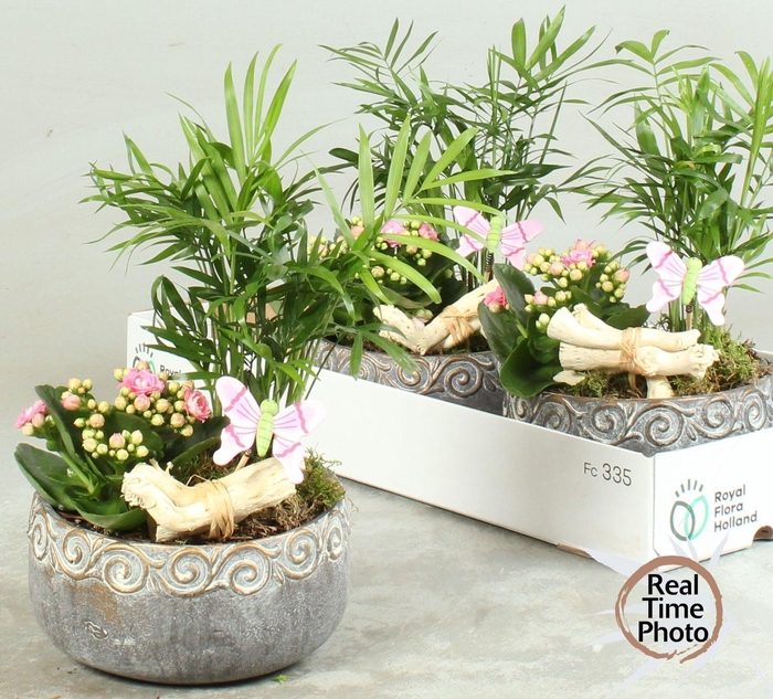 <h4>ARR KAMERPL</h4>